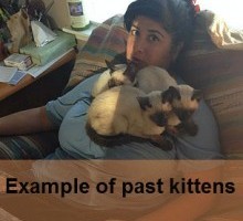 Thai Kittens
