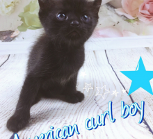 “Bat-Paw” American Curl