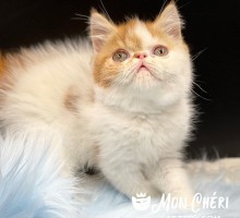 Buster Boy Red Bicolor Van Exotic Shorthair Kitten
