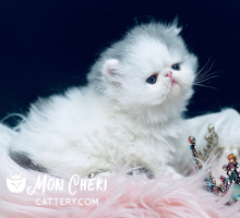 Lilac Van Exotic Longhair Kitten Candy Pop