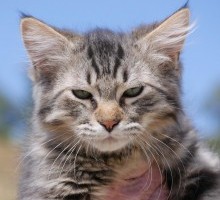 Kitten 1 Available Now