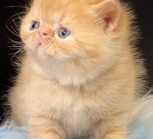 Churro Red Tabby Exotic Shorthair Kitten For Sale