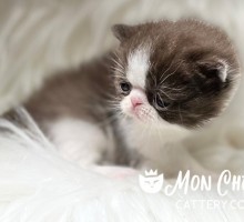 Cocolada Chocolate Bicolor Exotic Shorthair Kitten