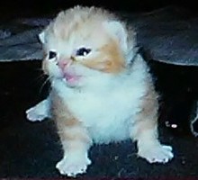 American Shorthair