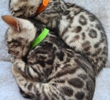 Bengal kittens