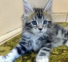 Main coon kitten for a new home