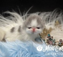 Mon Chéri Cattery Dandy Pop Lilac Van Exotic Shorthair Kitten