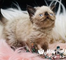 Darling Seal Point Exotic Shorthair Kitten
