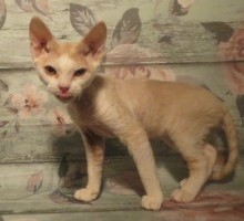 Male Light Red/White