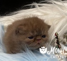 Don Juan Chocolate Shorthair Exotic Shorthair Kitten