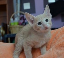 Oriental Shorthair Female 1