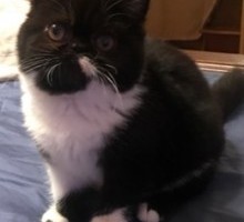 Oreo