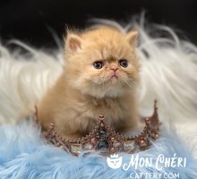 Firecracker Red Tabby Bicolor Exotic Longhair Kitten For Sale