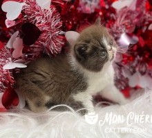 Fonzie Chocolate Bicolor Exotic Shorthair Kitten