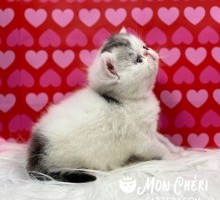 Gallant Black Patch Tabby Van Exotic Shorthair Kitten