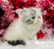 Gaston Black Bicolor Tabby Van Exotic Longhair Kitten