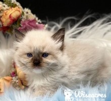 Hank the Tank Seal Point Ragdoll Kitten