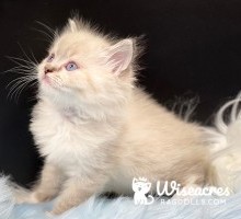 Harry Purebred Blue Tortie Point Mitted Ragdoll