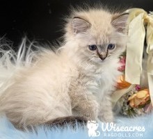 Harry Tortie Point Purebred Ragdoll Kitten For Sale