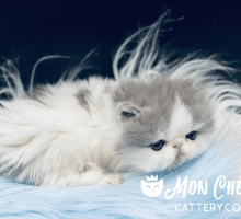 Lilac Van Bicolor Exotic Longhair Kitten Honey Pop