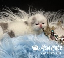 Honey Pop Lilac Van Exotic Longhair / Persian Kitten