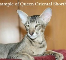 Oriental Shorthair