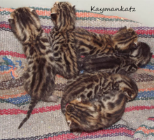 Bengal Kitten Litter