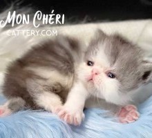 Mon Cheri Cattery Blue Smoke Bicolor Exotic Shorthair Kitten For Sale