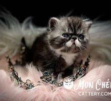 Miss Pepper Black Bicolor Tabby Exotic Shorthair Kitten