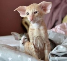 tom Devon rex cats available