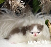 Mousse Chocolate Bicolor Exotic Shorthair Kitten