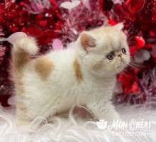 Noble Red Bicolor Van Exotic Shorthair Kitten