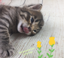 Non-Standard Genetta Litter