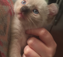 “Otterpaw” American Curl