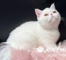 Princess Lilac Van Exotic Shorthair Kitten