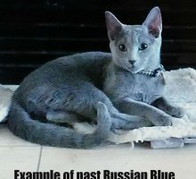 Russian Blue Kitten
