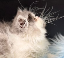 Romeo Blue Smoke Bicolor Exotic Longhair / Persian Kitten