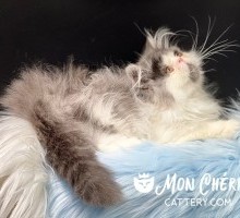 Mon Chéri Romeo Blue Smoke Bicolor Persian Kitten