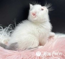 Mon Cheri Cattery Lilac Bicolor Van Exotic Shorthair Kitten For Sale
