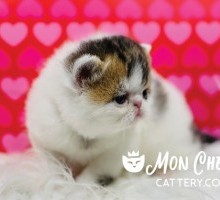 Roses Calico Tabby Van Exotic Shorthair Kitten