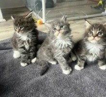 Maine Coon kittens are looking for forever home.