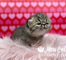 Sally’s on Broadway Chocolate Tabby Exotic Shorthair Kitten