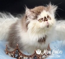 Sammy Chocolate Smoke Bicolor Persian Kitten