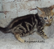 Savannah Kitten Litter