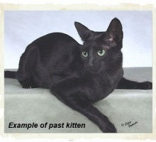 Russian Blue 1