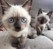 Purebred Siamese kittens