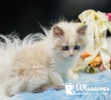 Sonny Blue Point Bicolor Ragdoll Kitten