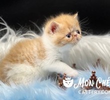 Sparks Red Tabby Bicolor Exotic Shorthair kitten
