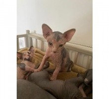 Sphynx kittens