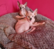 Sphynx Kittens available